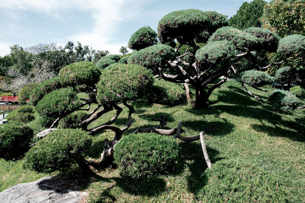 2026 Ultimate Guide to Tree Maintenance Services: Essential Tips for a Thriving Landscape