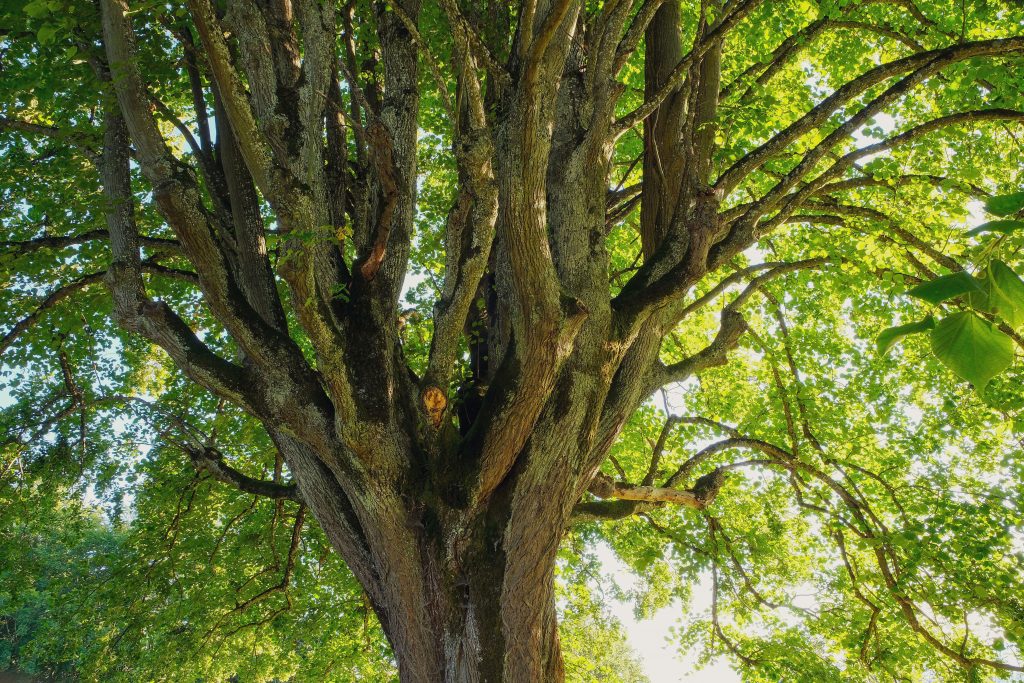 2026 Ultimate Guide to Tree Maintenance Services: Essential Tips for a Thriving Landscape