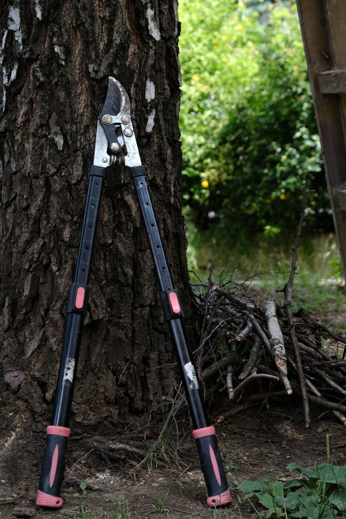 Ultimate Guide to Pruning Services Near Me: Top Tips for a Beautiful Yard
